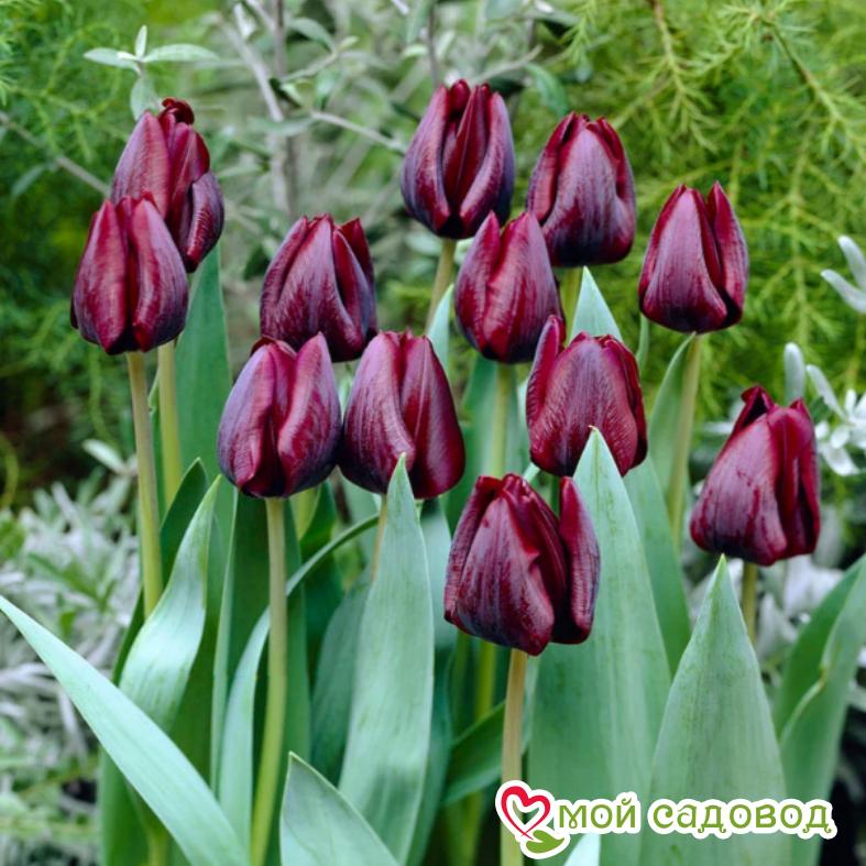 Тюльпан Триумф Роналдо