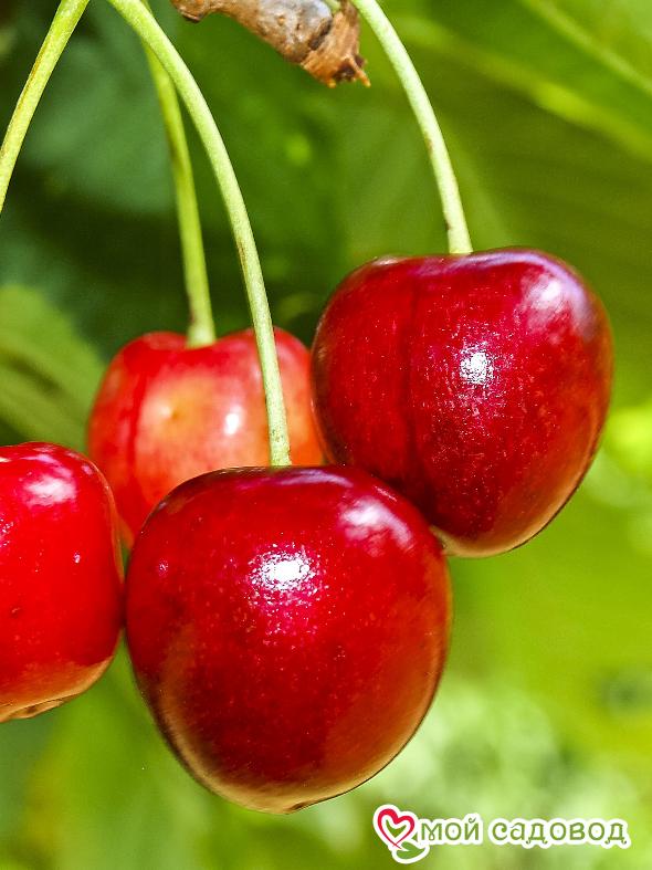 Вишня Бирюсинка