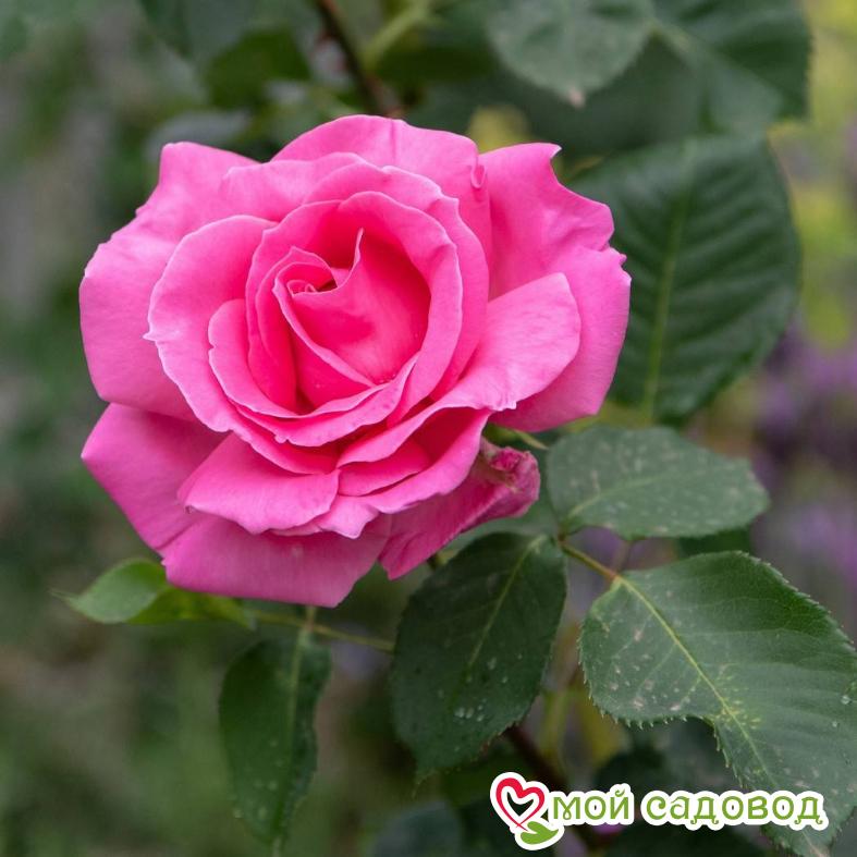 Роза Равель