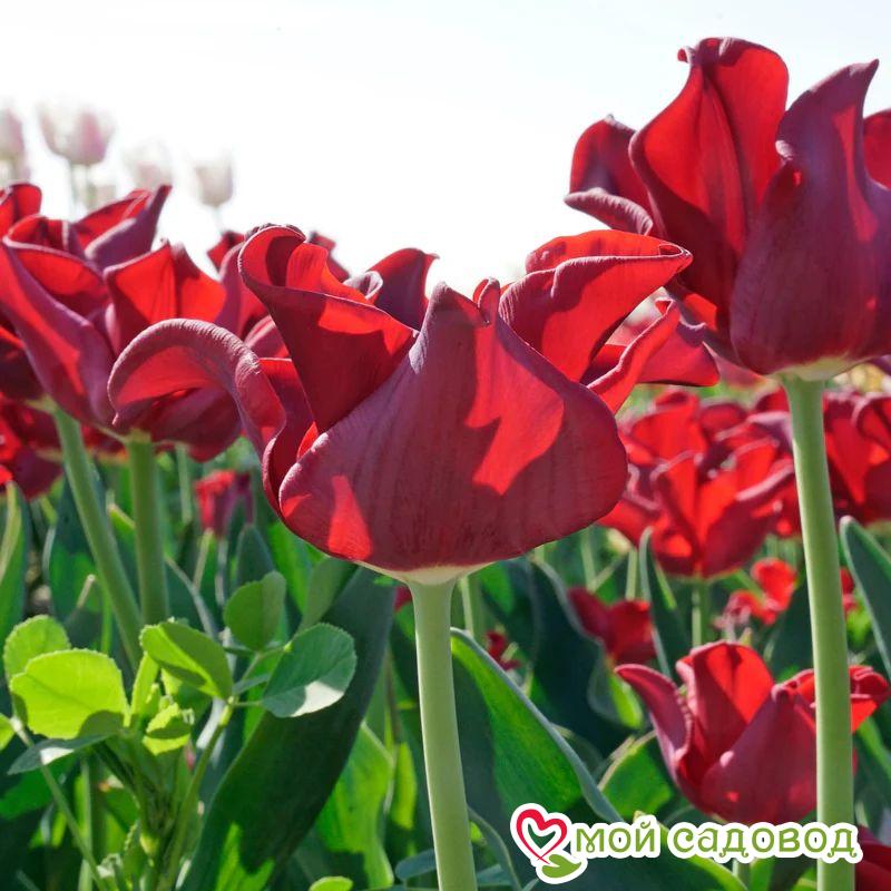 Тюльпан Триумф Ред Дресс