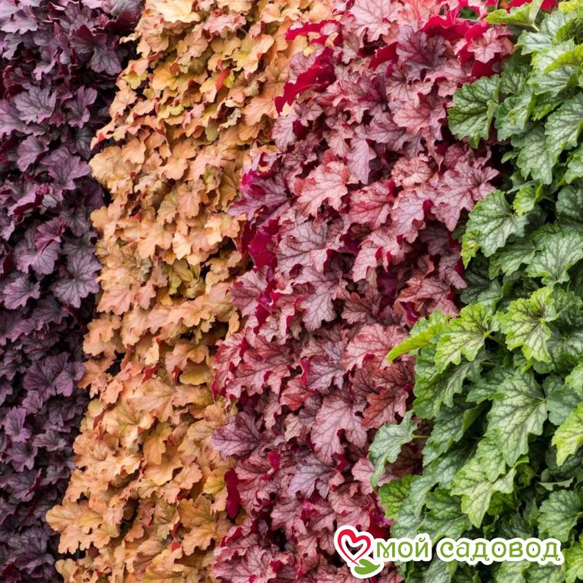 Гейхера ассорти