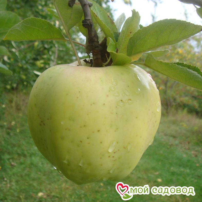 Яблоня Снежный Кальвиль, ранне-зимний сорт