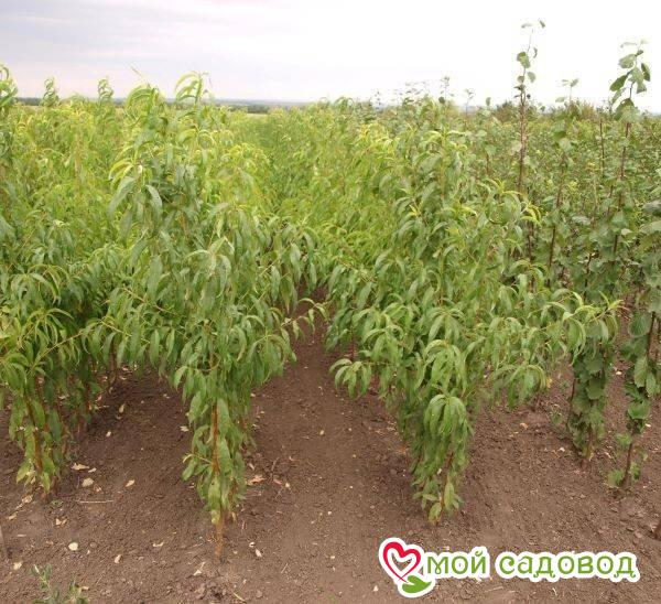 Персик Рич Мей