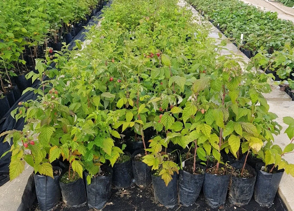 Малина Сапфир